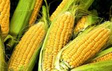 خواص شگفت انگیز کاکل ذرت