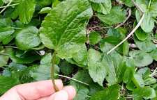  خواص دارویی گیاه چوچاق