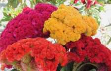 نحوه صحیح پرورش گل تاج خروس