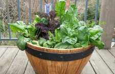 نحوه کاشت و پرورش اسفناج در گلدان