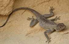 معرفی آگامای صخره ای سیاه