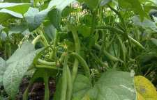 آموزش کاشت لوبیا سبز در باغچه