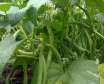 آموزش کاشت لوبیا سبز در باغچه