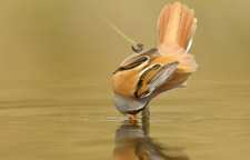 داستان ضرب المثل از ترس گدایی یک عمر گدایی