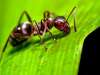 از چه روش هایی برای از بین بردن مورچه در خاک گلدان استفاده کنیم