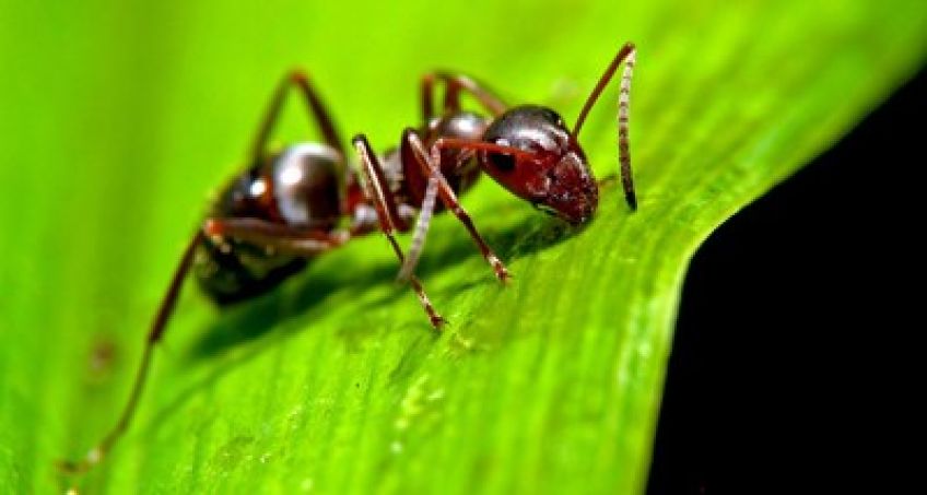از چه روش هایی برای از بین بردن مورچه در خاک گلدان استفاده کنیم
