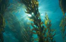 چگونه گیاهان در اقیانوس رشد می کنند