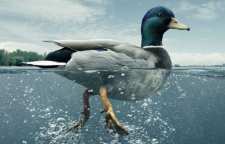 سندروم اردک چیست و چه کسانی به آن مبتلا می شوند