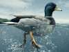 سندروم اردک چیست و چه کسانی به آن مبتلا می شوند