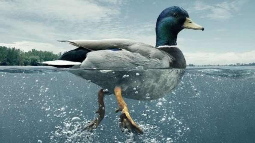 سندروم اردک چیست و چه کسانی به آن مبتلا می شوند