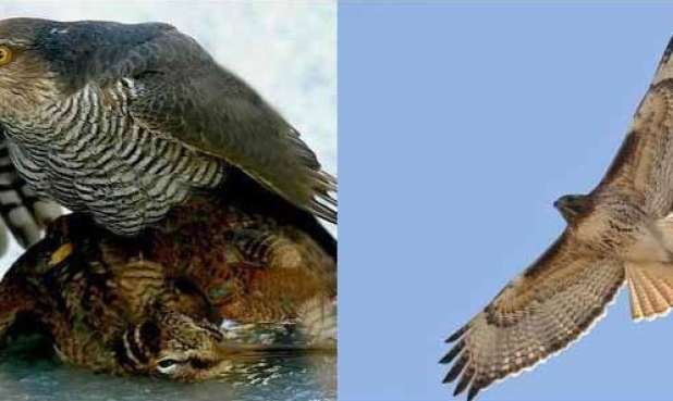 ویژگی و مشخصات دو پرنده شکاری شاهین و قرقی
