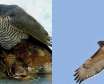 ویژگی و مشخصات دو پرنده شکاری شاهین و قرقی