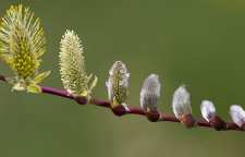 چند خواص بیدمشک و چگونگی مصرف آن