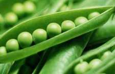 آموزش کاشت و برداشت نخود فرنگی در باغچه