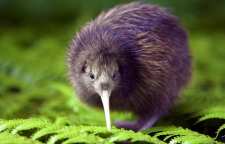 معرفی مرغ کیوی پرنده ای عجیب بومی نیوزلند