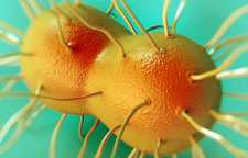 تفاوت دو بیماری جنسی کلامیدیا و سوزاک چیست