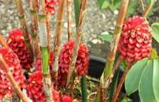 نحوه پرورش گیاه مارپیچ زنجبیلیان در خانه