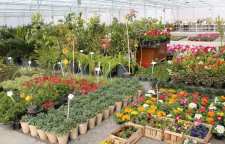 بازار گل محلاتی خوش رنگ و بوترین بازار گل تهران