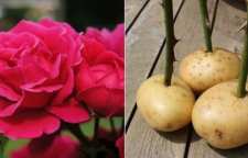 آموزش تکثیر گل رز چیده شده با سیب زمینی