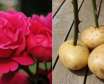 آموزش تکثیر گل رز چیده شده با سیب زمینی