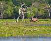 پارک ملی یالا پربازدیدترین و دومین پارک بزرگ در سریلانکا