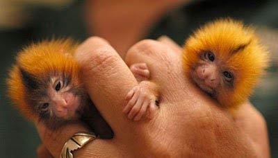 میمون بندانگشتی پیگمی مارماست کوچکترین میمون جهان