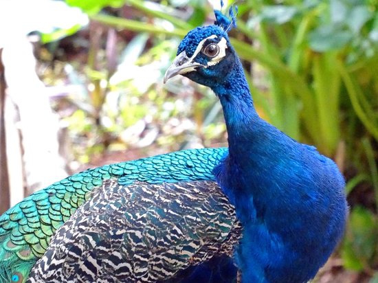 گونه ای زیبا از طاووس هندی