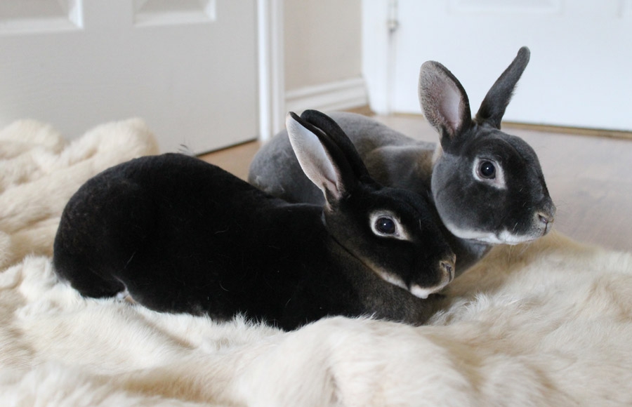 معرفی چند نژاد از محبوب ترین  خرگوش ها