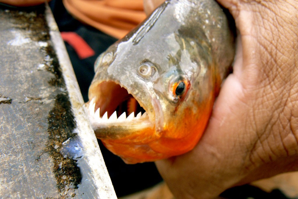 پیرانای شکم قرمز درنده ترین ماهی دنیا