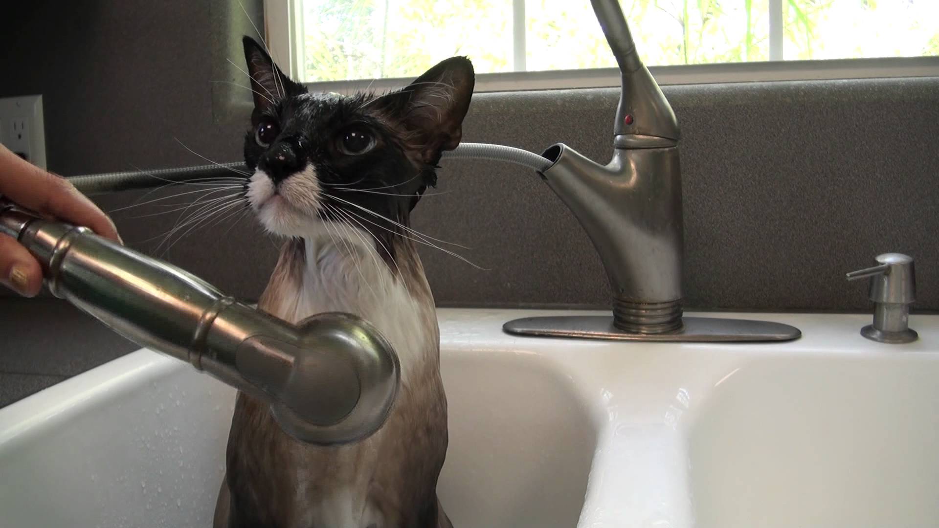 چگونه گربه را حمام دهیم