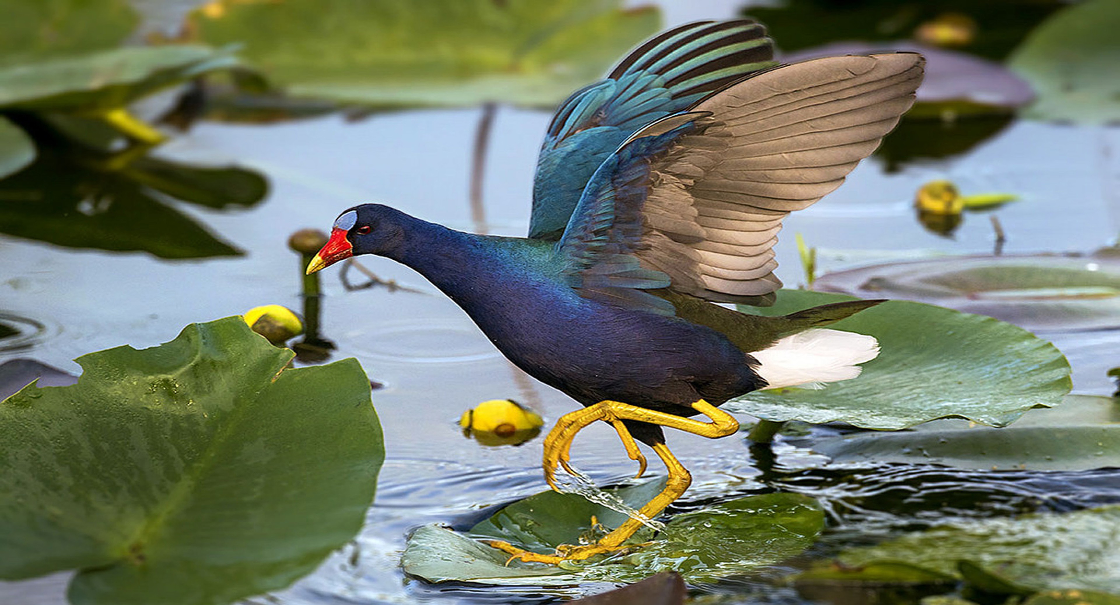 طاووسک پرنده  زیبای آبی رنگ