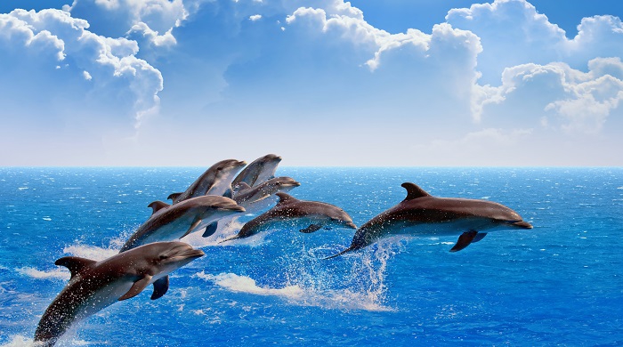 حقایق شگفت انگیزی درباره خصوصیات فیزیکی دلفین ها