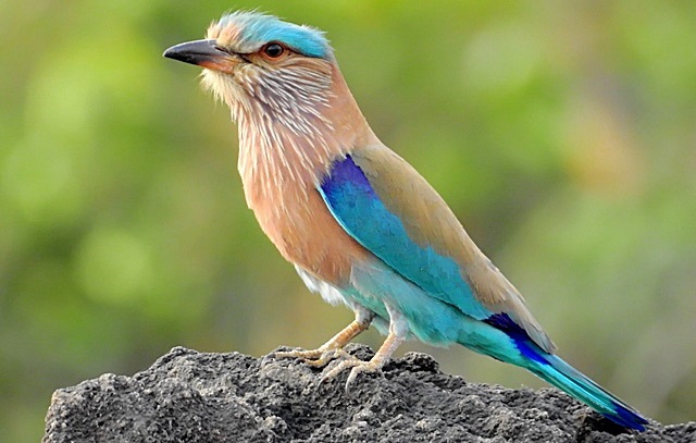 پرنده سبز قبای هندی