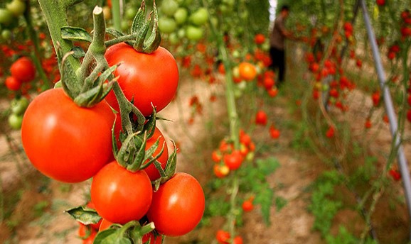 آموزش پرورش گوجه فرنگی در گلخانه