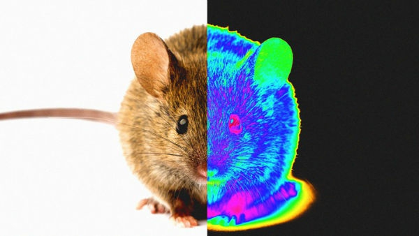 دانشمندان چینی به موش‌ ها بینایی فروسرخ دادند