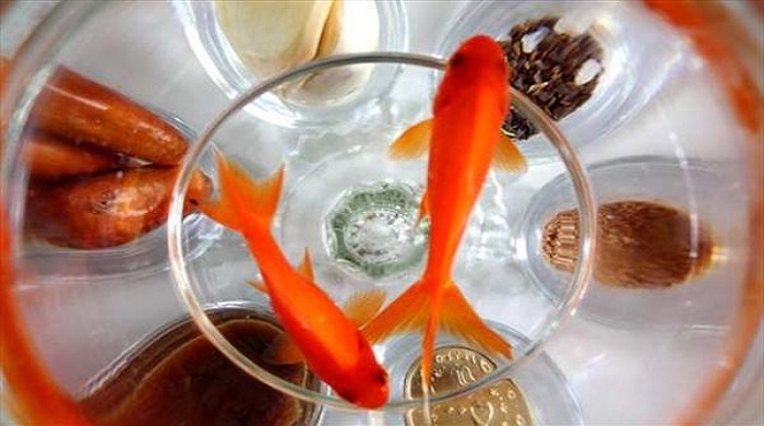 طریقه نگهداری ماهی قرمز داخل تنگ ماهی