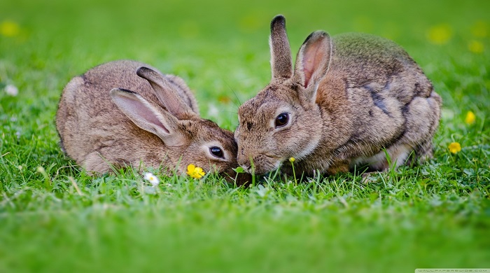 خرگوش اروپایی گونه ای از حیوانات خانگی و اهلی