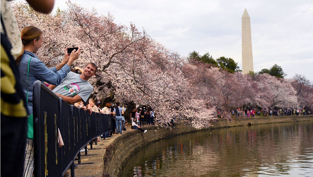 جشن شکوفه های گیلاس واشنگتن