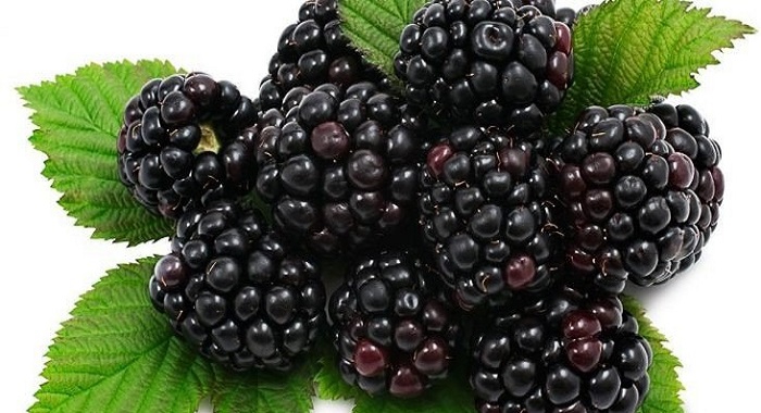 توت سیاه میوه ای پر خاصیت