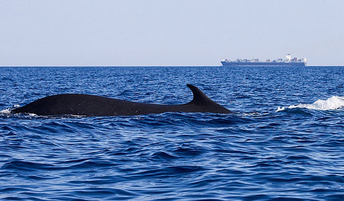 نهنگ باله پشتی بزرگترین موجود زنده روی زمین بعد از نهنگ آبی