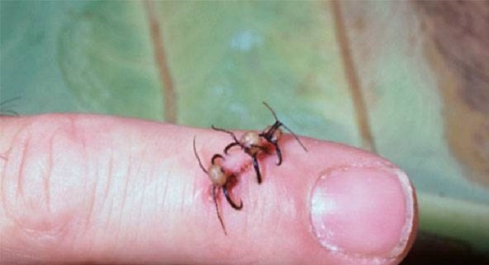 مورچه حیوان خانگی شگفت انگیز و حیرت آور