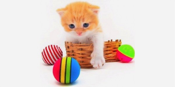 اسباب بازی های مورد نیاز گربه