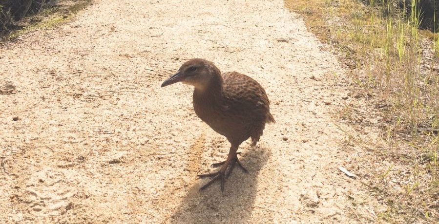معرفی مرغ کیوی پرنده ای عجیب بومی نیوزلند